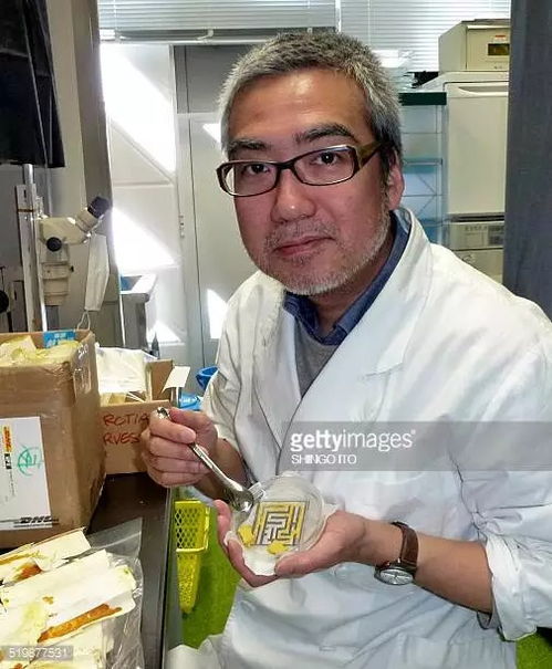 無腦亦有智慧 單細(xì)胞史萊姆走迷宮、規(guī)劃交通的真實(shí)奇跡